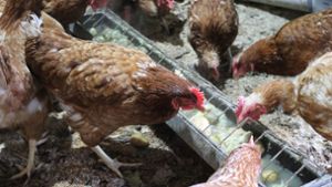 Einbrecher schalten Stall-Lüftung aus: Fast 23.000 Hühner tot