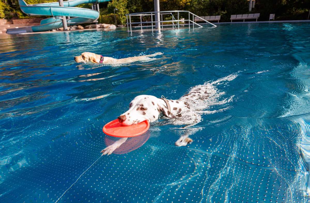 Weitere Eindrücke des Hundeschwimmtages