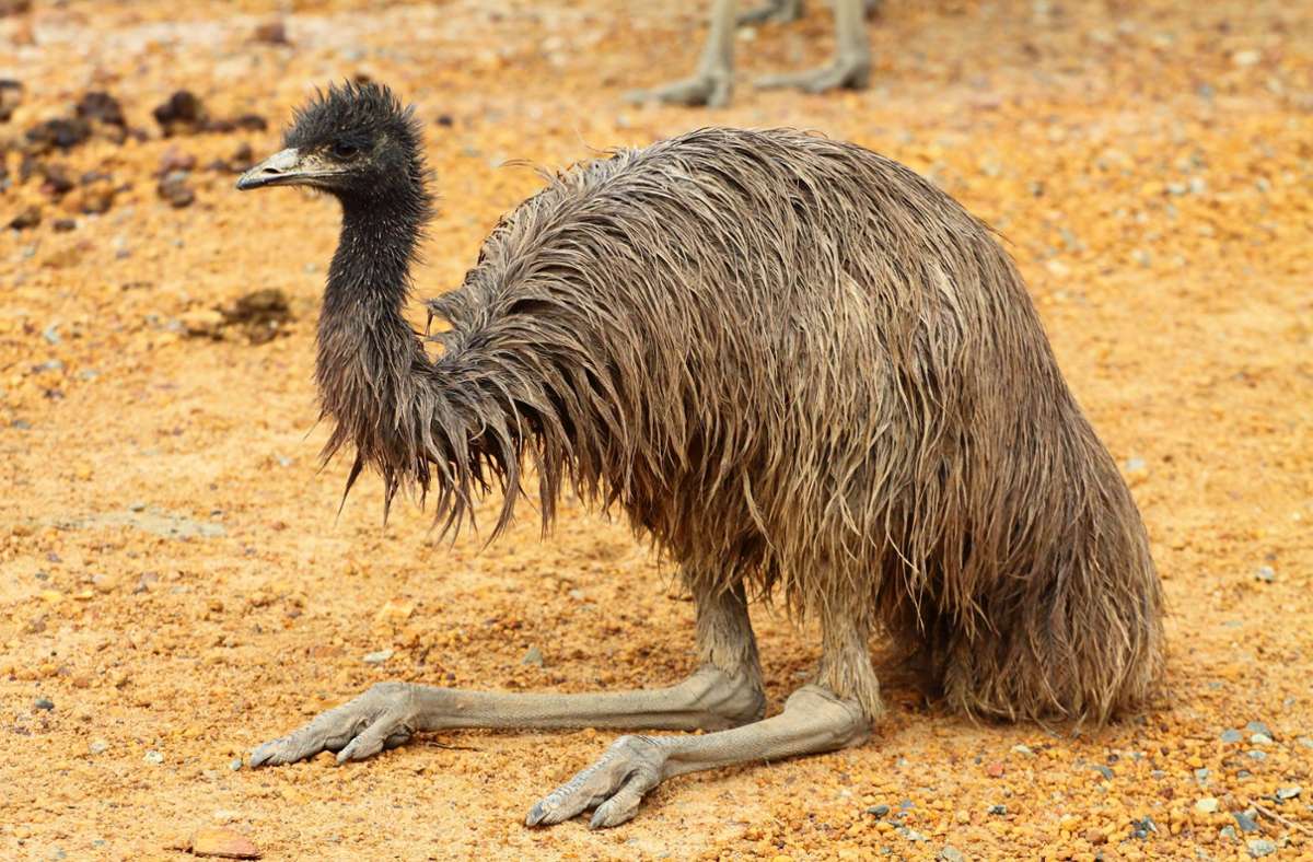 Die Sorge um den liebenswerten Emu Emmanuel ist groß (Symbolfoto). Foto: IMAGO/YAY Images/IMAGO/mariusz_prusaczyk