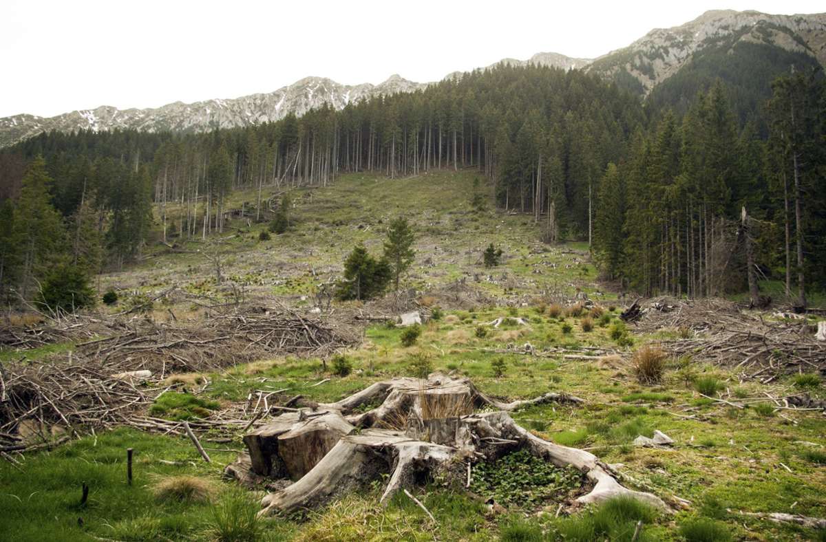 Waldschutz in Europa: „Unfassbar, dass Kahlschläge in vielen EU-Staaten Alltag sind“