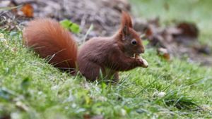 Zutrauliches Eichhörnchen begeistert Parkbesucher in Glasgow