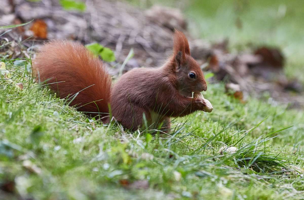 Tierischer Besuch: Zutrauliches Eichhörnchen begeistert Parkbesucher in Glasgow