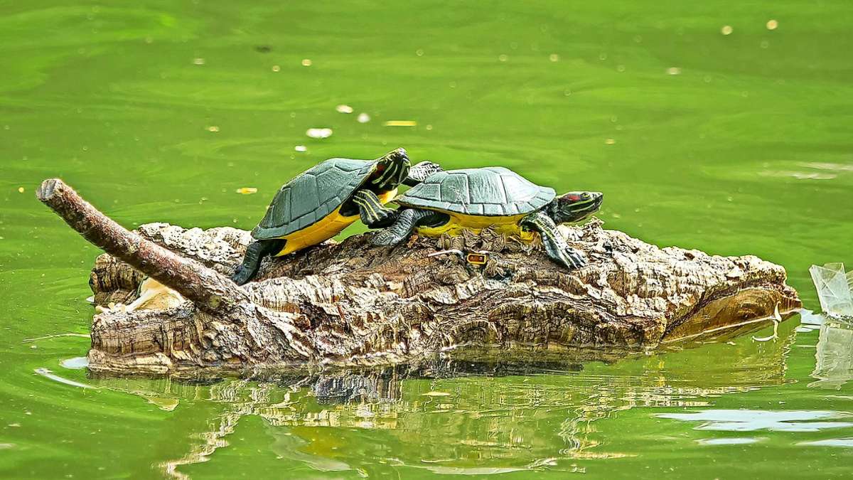 Auch so sieht Schiffsmodellbau aus: Zwei Schildkröten schippern auf einem Stückchen Baum über den See im Leonberger Stadtpark.