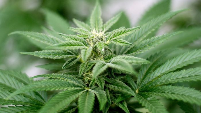 Bundesrats-Votum zu Cannabis weiter ungewiss