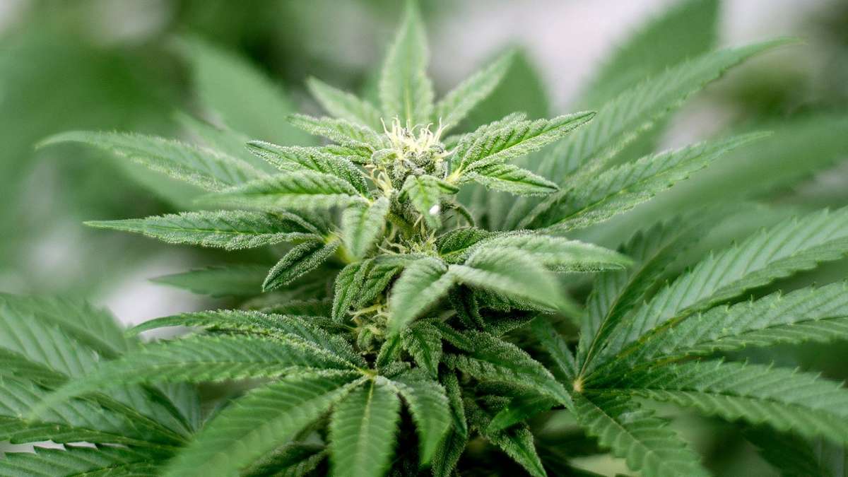Legalisierung: Bundesrats-Votum zu Cannabis weiter ungewiss
