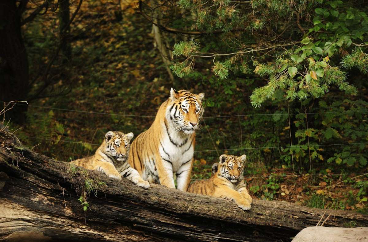 Im Zoo Zürich: Tiger tötet Tierpflegerin – Besucher sieht den Angriff