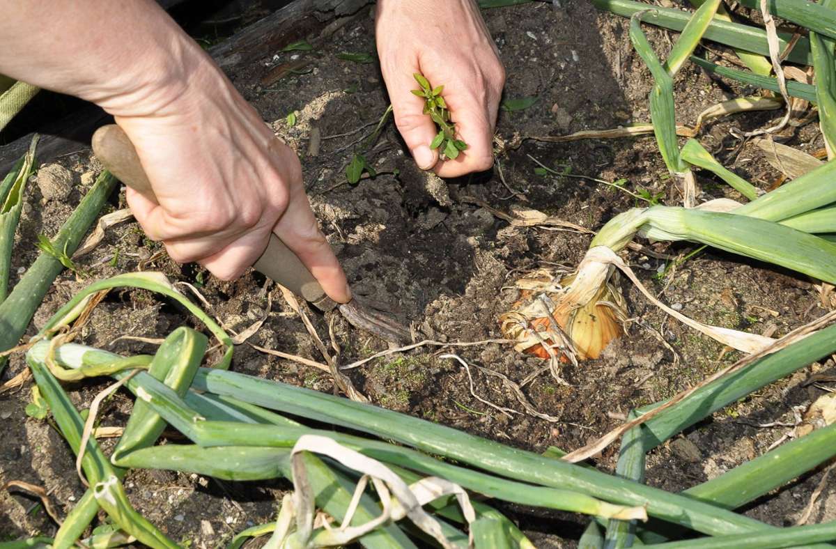 Schnittlauch, Zwiebeln und Spinat gehören zu den ersten Pflanzen, die im März ausgesät werden können.