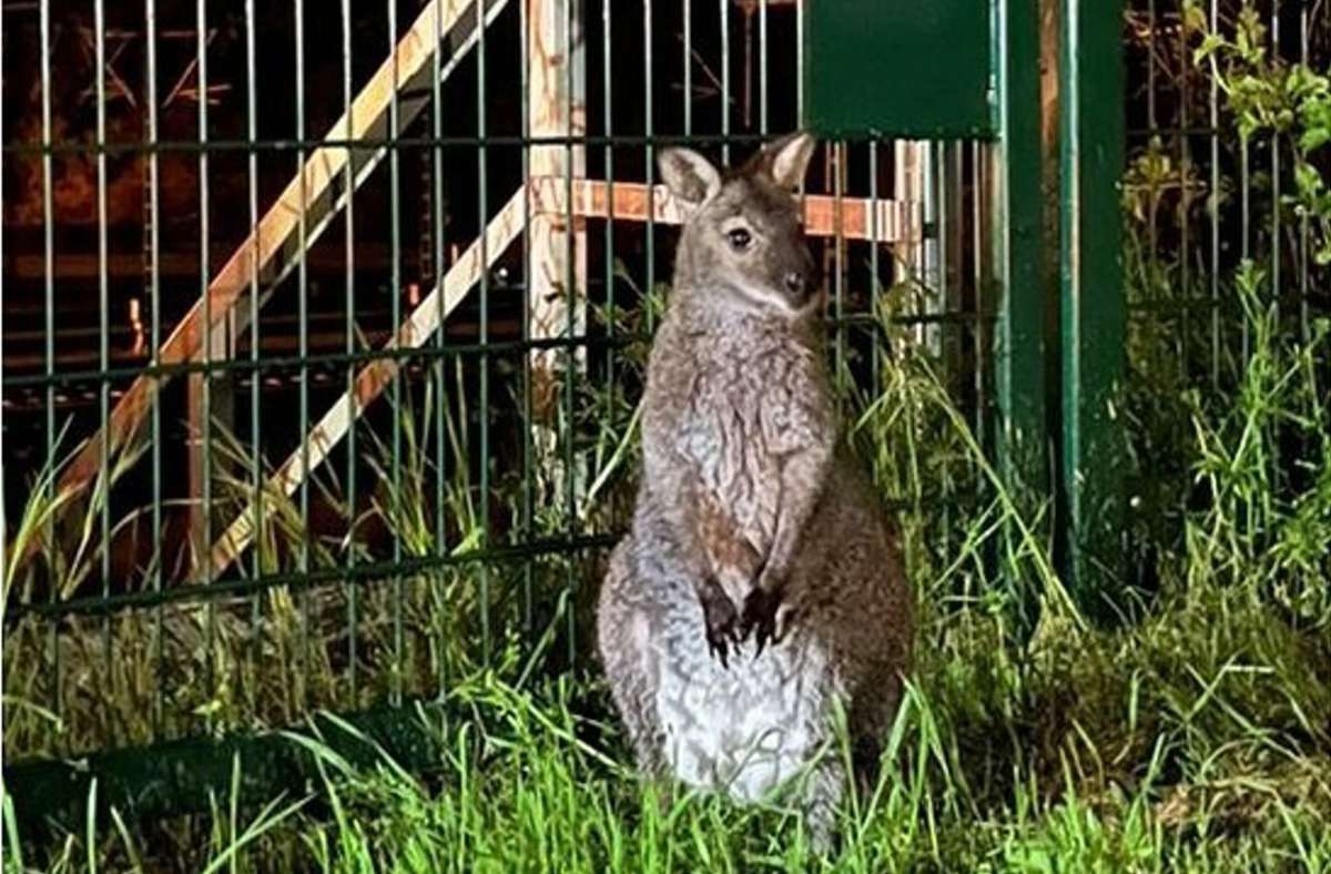 Känguru in Erfurt: Beuteltier „Horst“ hüpft durch die Stadt