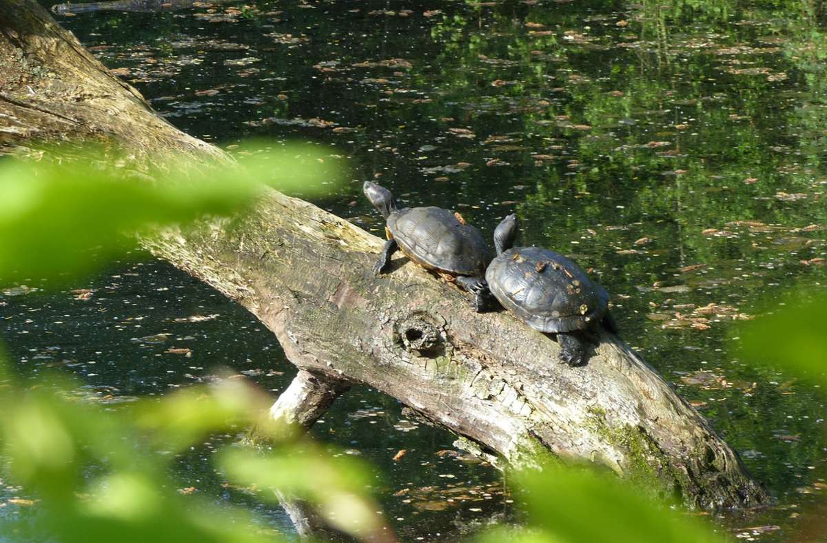 Hier zwei Rotwangenschmuckschildkröten in einem Teich in Waiblingen