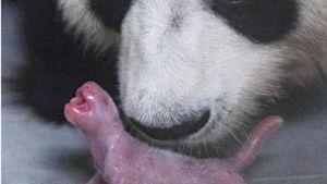 Erstes natürlich gezeugte Pandabär-Baby geboren