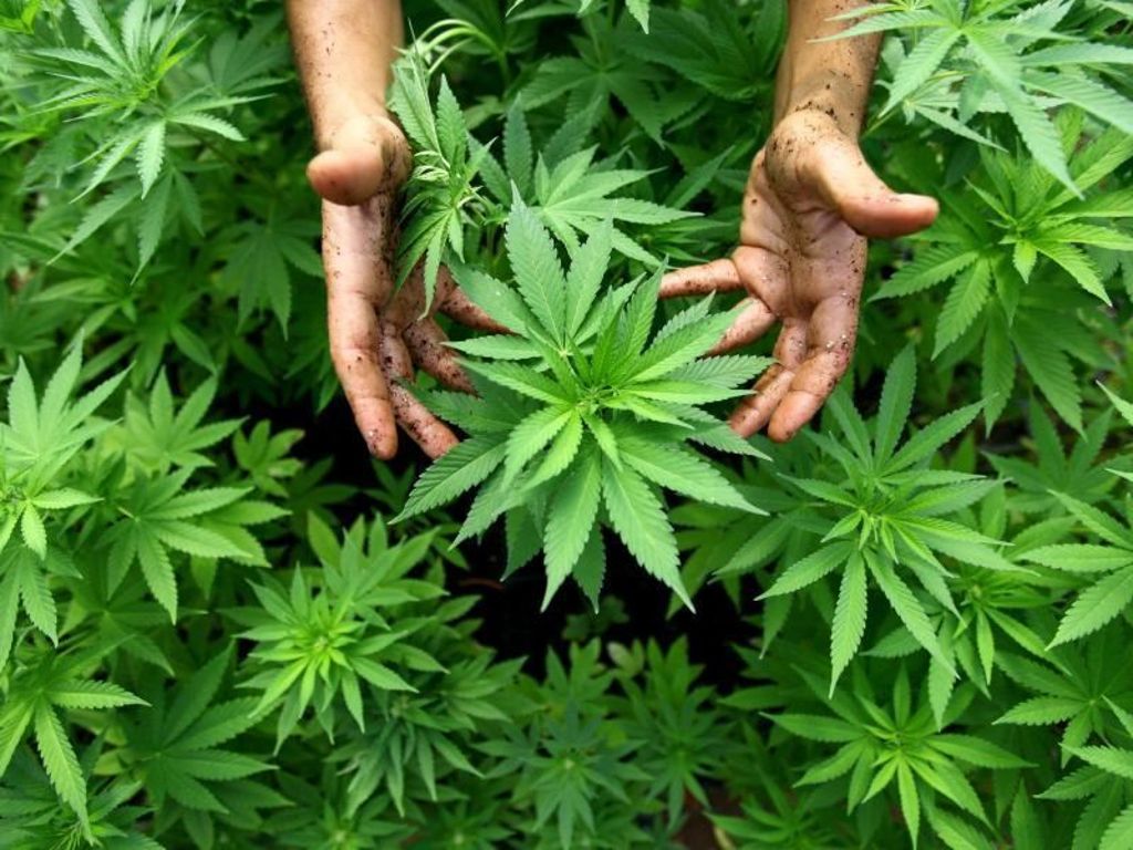 Mehr als 30 Marihuana-Pflanzen beschlagnahmt