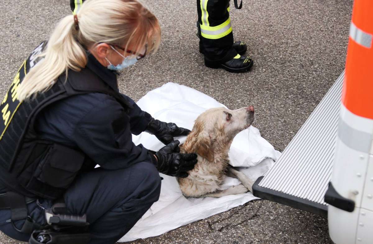 Brand in Lorch-Waldhausen: Hunde aus Flammen gerettet – Tiere schweben in Lebensgefahr