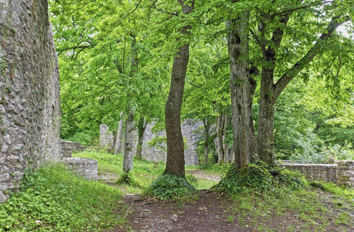 Der Wald rund um die Diepoldsburg bietet Wanderern ein geheimnisvolles Ambiente.