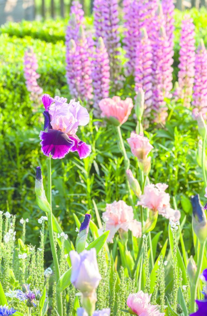 Ein- und zweifarbig sind die Iris prächtig. Im Bild: Iris Barbata ‚Happenstance’ , Lupinus , iris Barbata ‚so fine’. Im Hintergrund blühen Lupinen.