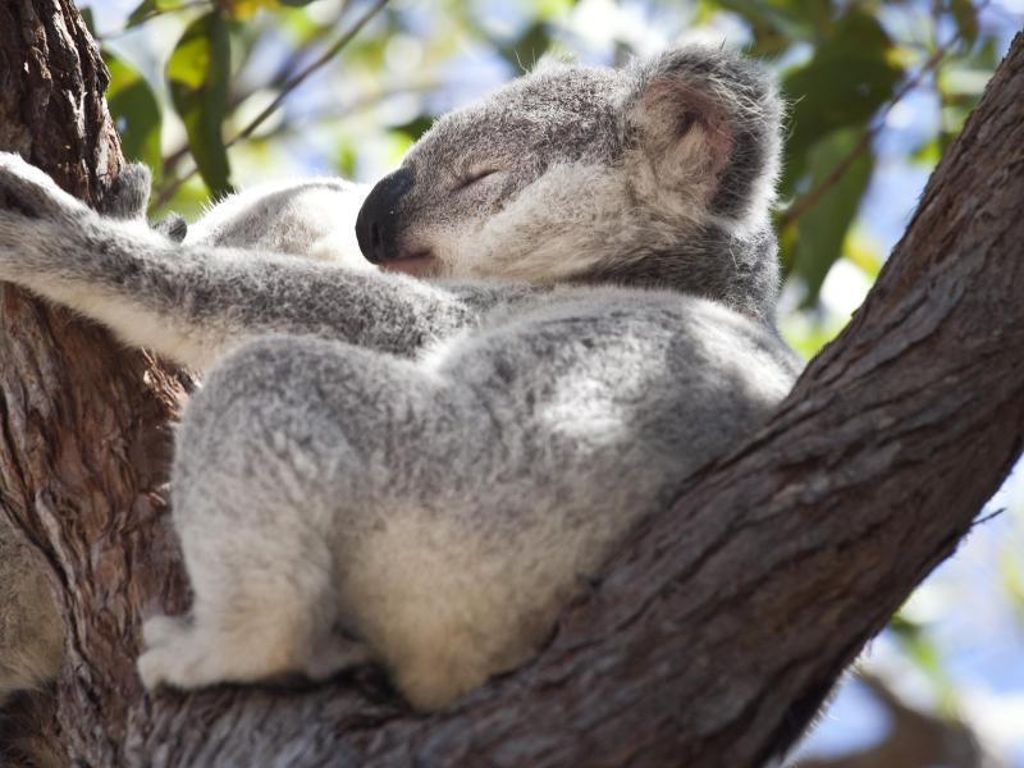 Nach den Buschbränden: Australien: Mehr als 100 Tierarten brauchen «dringend Hilfe»