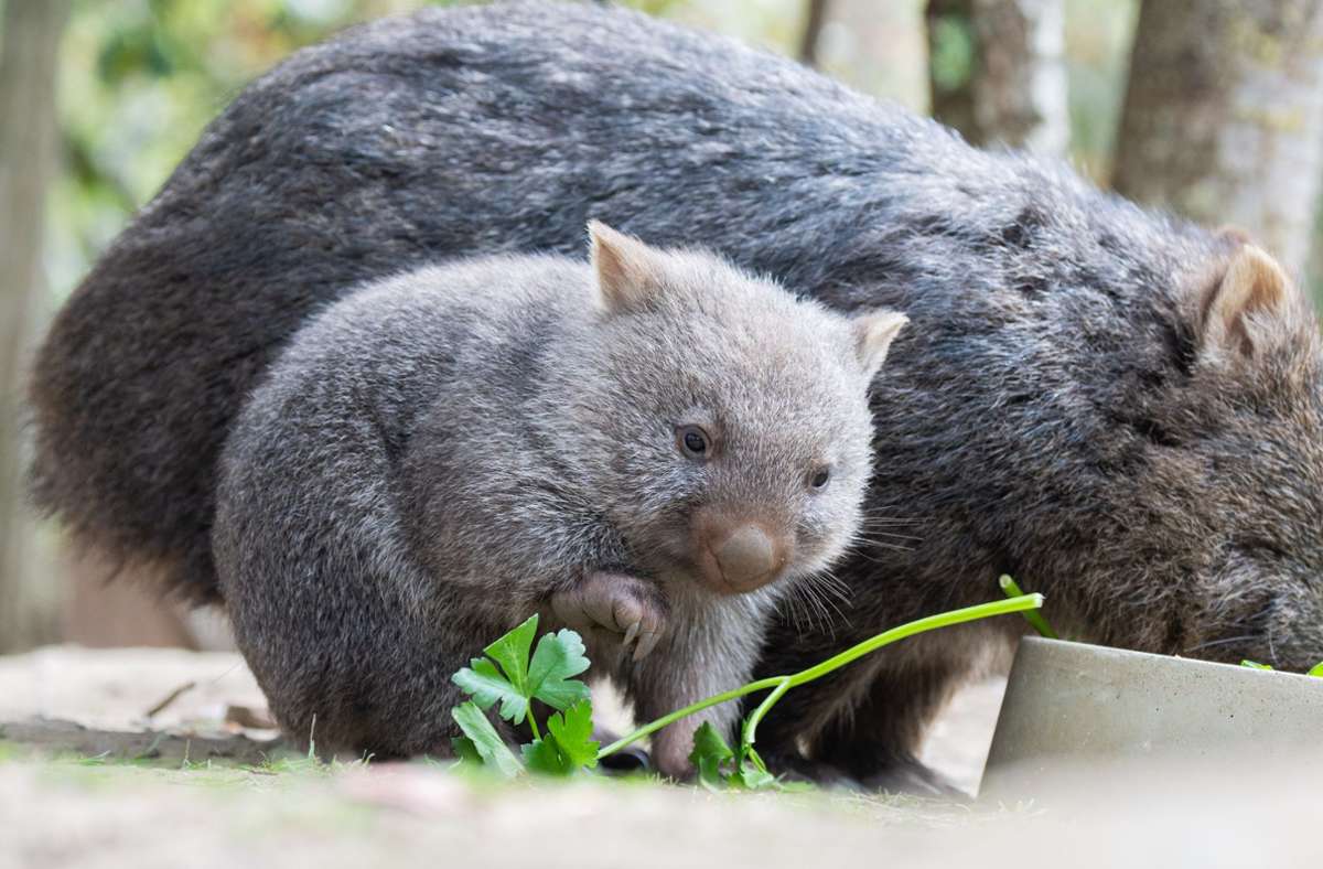 Ein kleiner Wombat verweilt in seinem Gehege im Zoo Hannover neben seiner Mutter.
