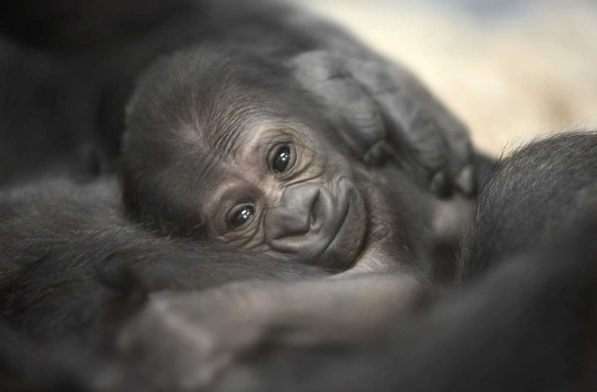 Gorillababy, drei Tage alt, das von seiner Mutter angenommen wurde.