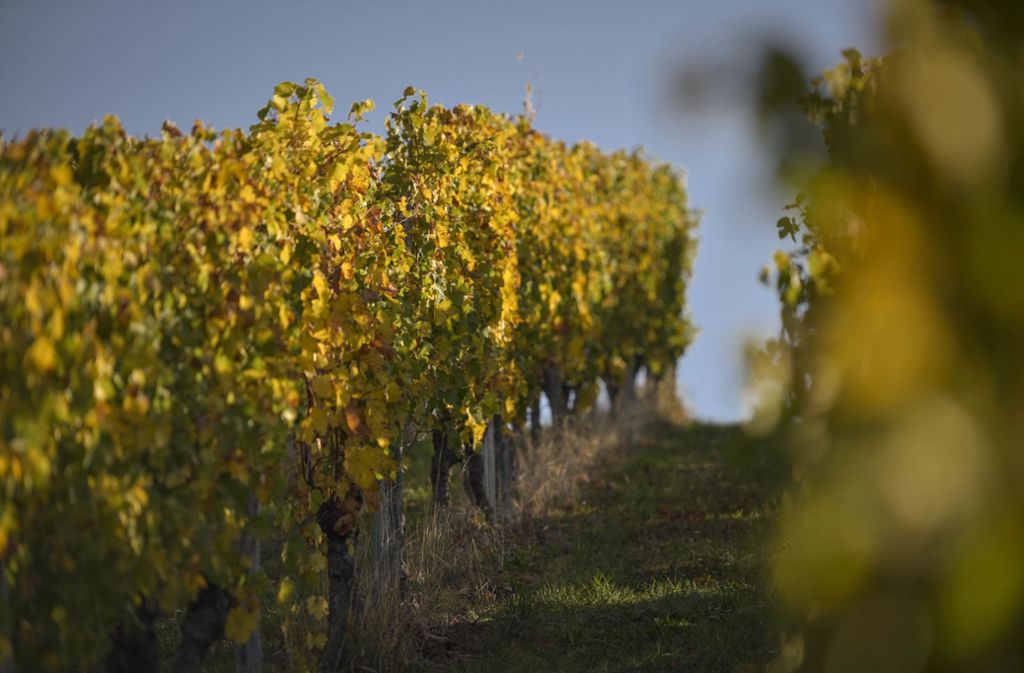 Nach gutem Weinjahr 2018: Durchschnittliche Ernte für Winzer im Südwesten