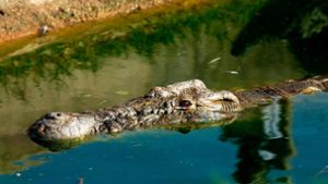 Teenager  von Krokodil getötet