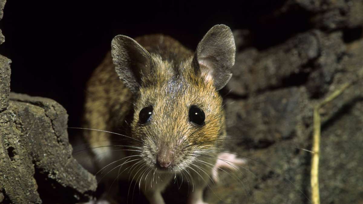 Wales: Ertappt – Maus räumt nachts Gartenhütte auf