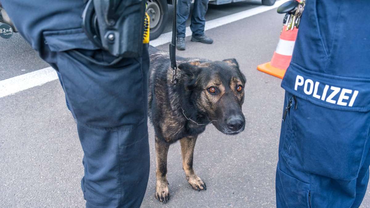 Baden-Württemberg: Erste Datenträger-Spürhunde bei der Polizei – das ist ihr Job