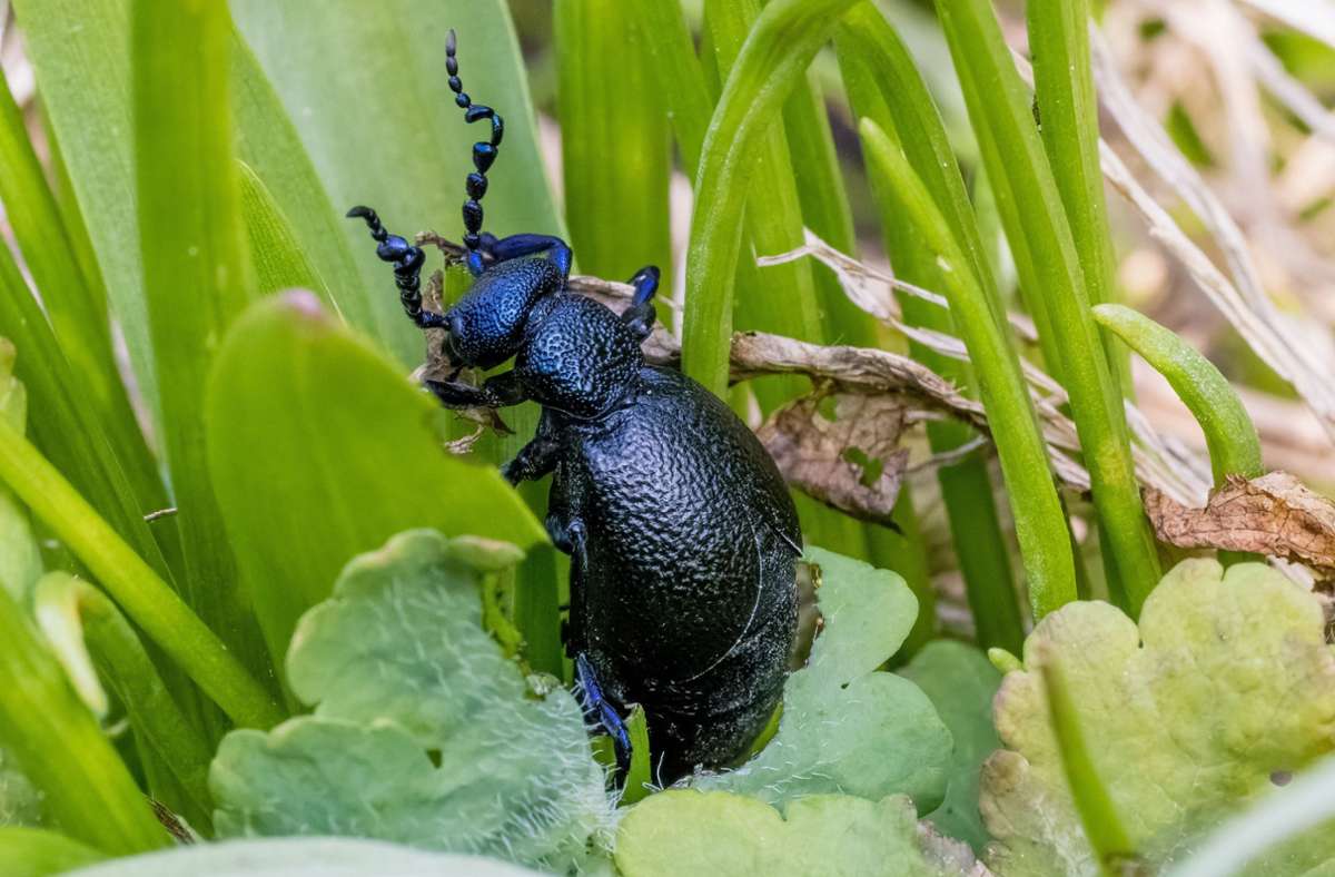 Baden-Württemberg: Nicht anfassen – dieser Käfer ist giftig