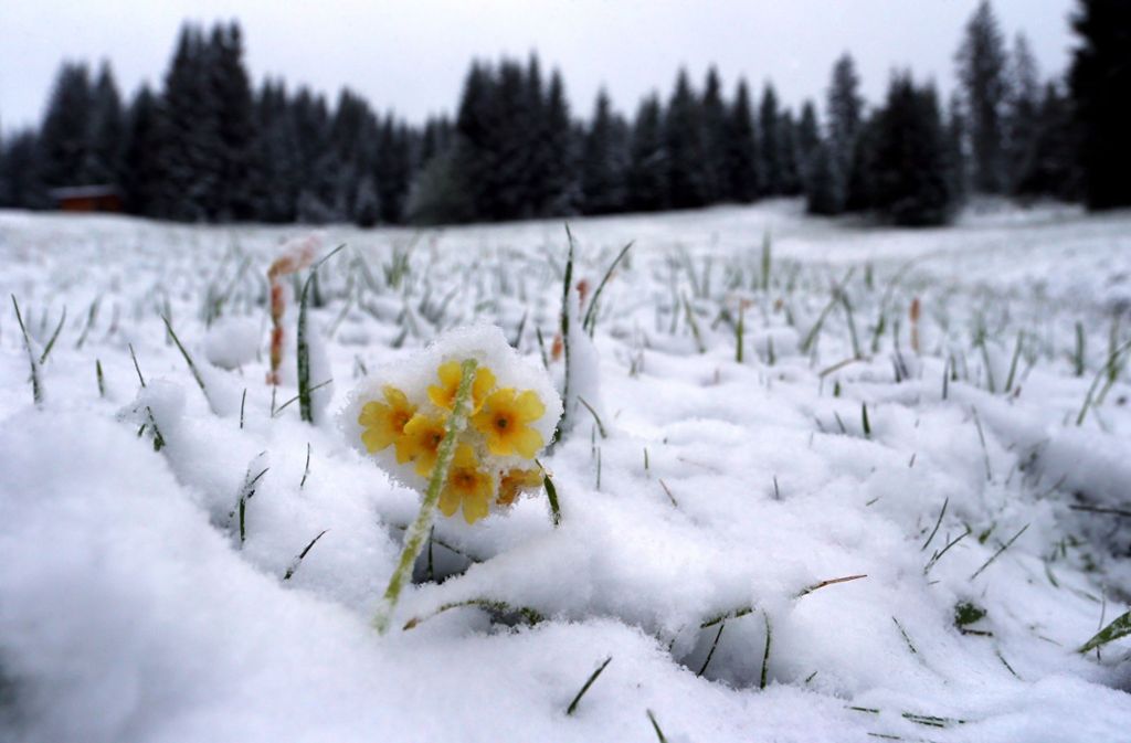 Schnee im Mai: Temperatursturz sorgt für Schneelandschaften in Bayern