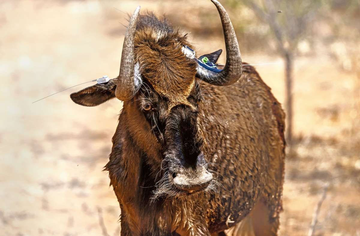 Ein Gnu in Namibia, ausgestattet mit solarbetriebenen Ohr- und Hornsendern