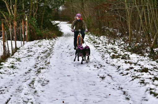 Die Hundetrainerin Nadine Langer lässt sich von Hilde und Kaya durch den Wald ziehen – die beiden   Eurohounddamen haben sichtlich Spaß dabei. Foto: /Kerstin Dannath