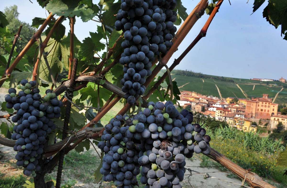 Weinhandel: Irische Etiketten schocken Italiens Winzer