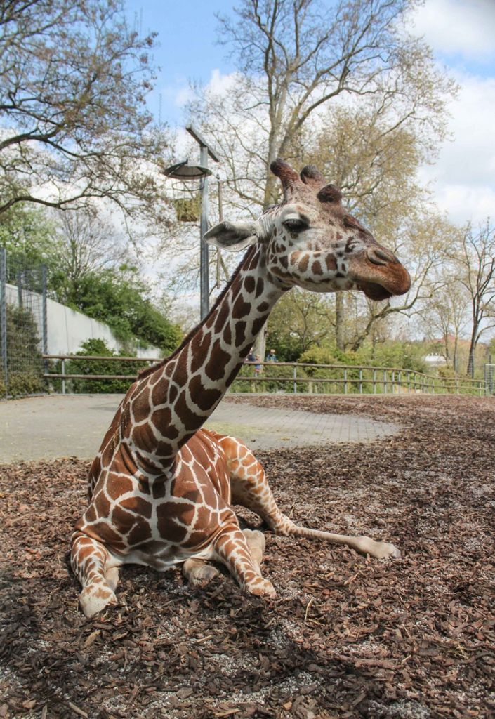 Erste Krankheitsanzeichen zwei Tage zuvor: Wilhelma: Giraffenkuh Kiburi erliegt Krebsleiden