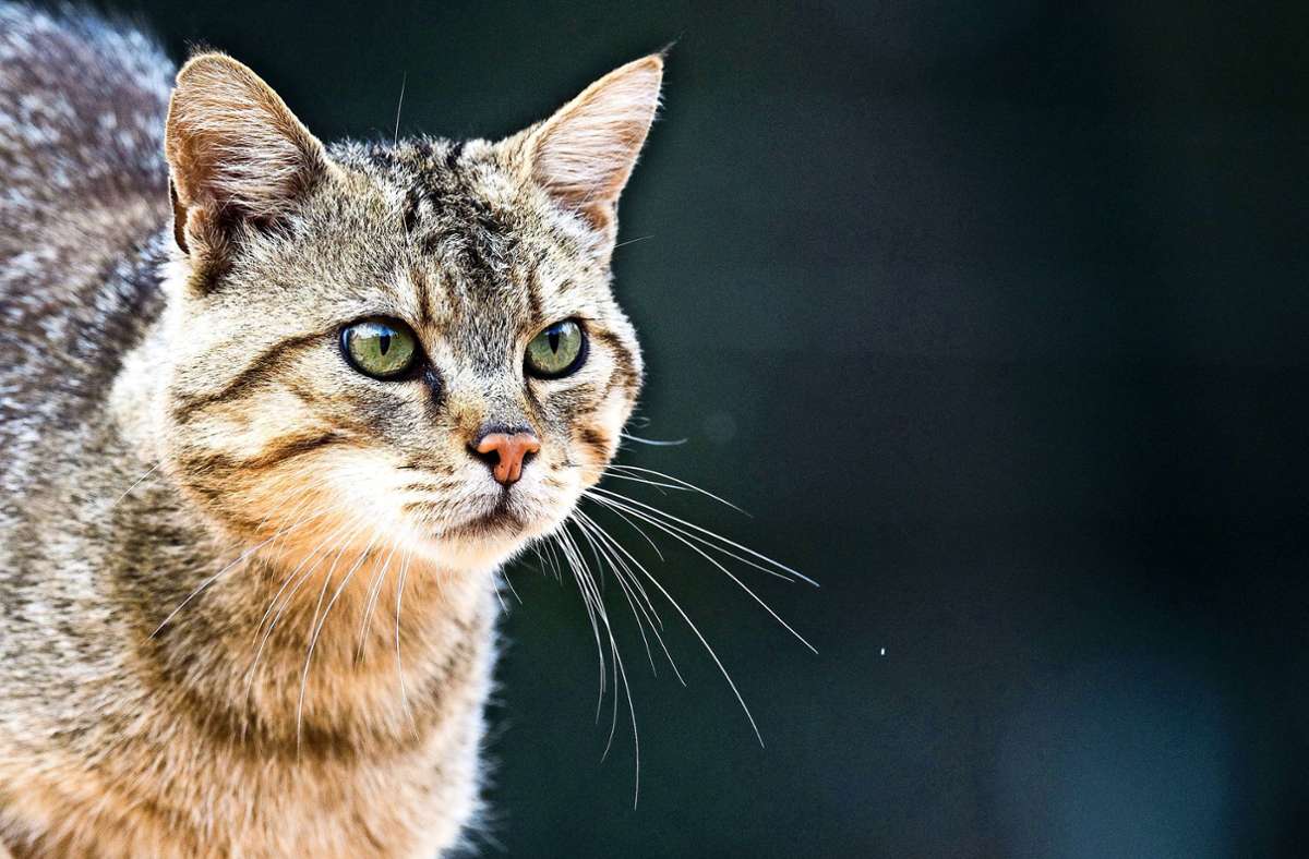 Baden-Württemberg: Veterinäramt beschlagnahmt 32 Katzen auf Hof