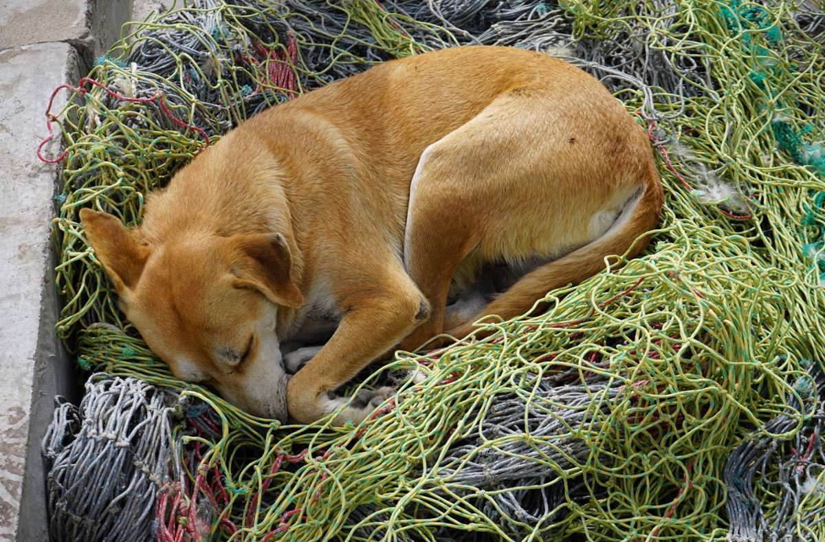 Mittenwald: Hund wird beim Wandern im Auto gelassen – und stirbt