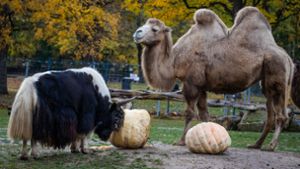 Zootiere bekommen Riesenkürbisse aus Ludwigsburg