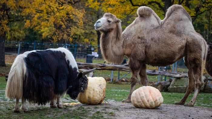 Zootiere bekommen Riesenkürbisse aus Ludwigsburg