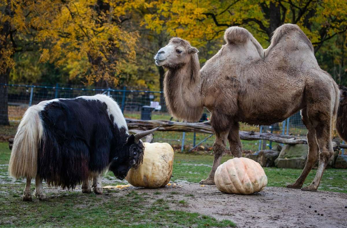 In der Wilhelma in Stuttgart: Zootiere bekommen Riesenkürbisse aus Ludwigsburg