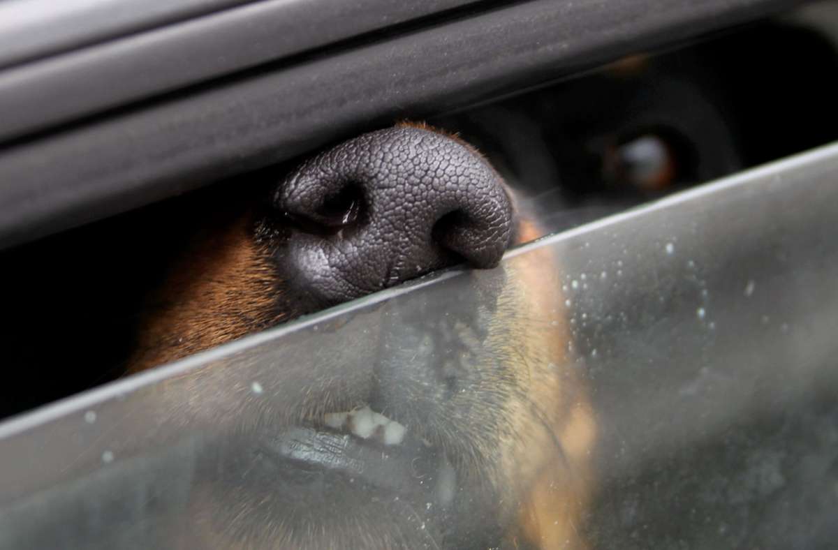 Am Rande des Stuttgarter Frühlingsfests: Feuerwehr muss Hund am Wasen aus Auto befreien