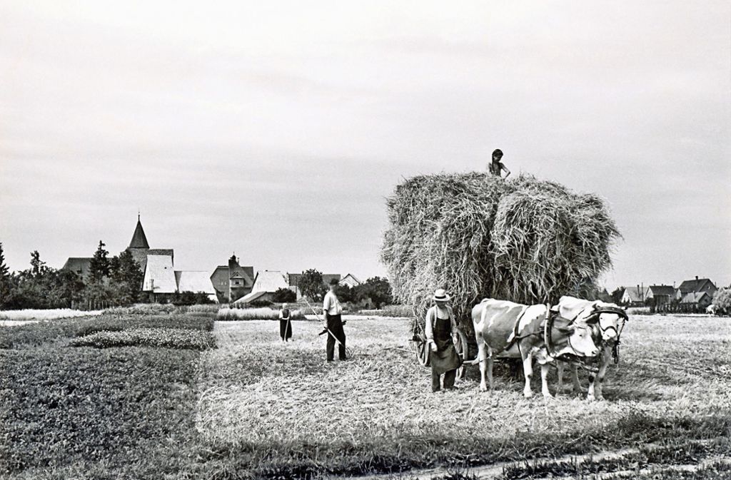 Die Landwirtschaft prägte die Menschen viele Jahrhunderte lang: Die Landwirtschaft auf den Fildern im Buch festgehalten