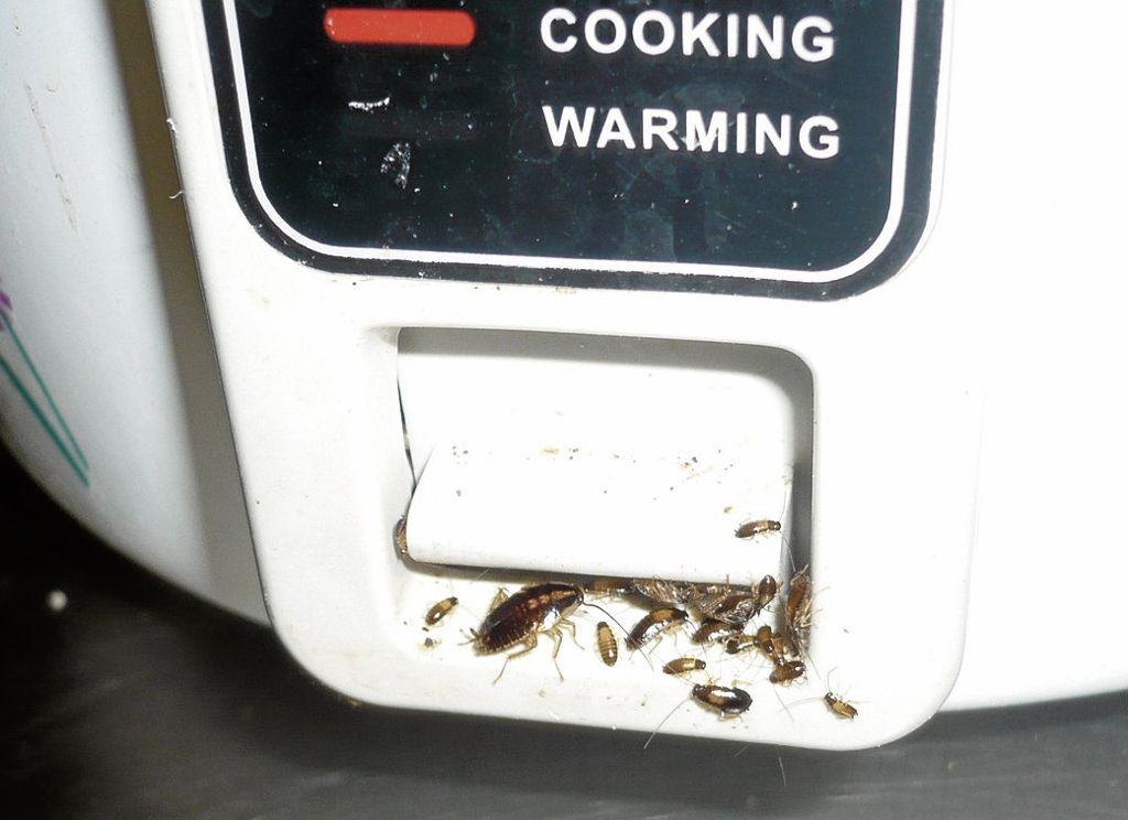 Bei einer Kontrolle in einer Gaststätte wurde dieser Reiskocher entdeckt, der trotz Kakerlakenbefall weiterhin benutzt wurde.