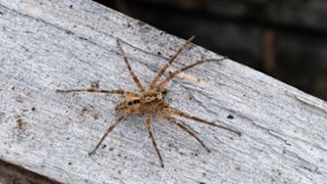 Nosferatu-Spinne in fast ganz Deutschland verbreitet