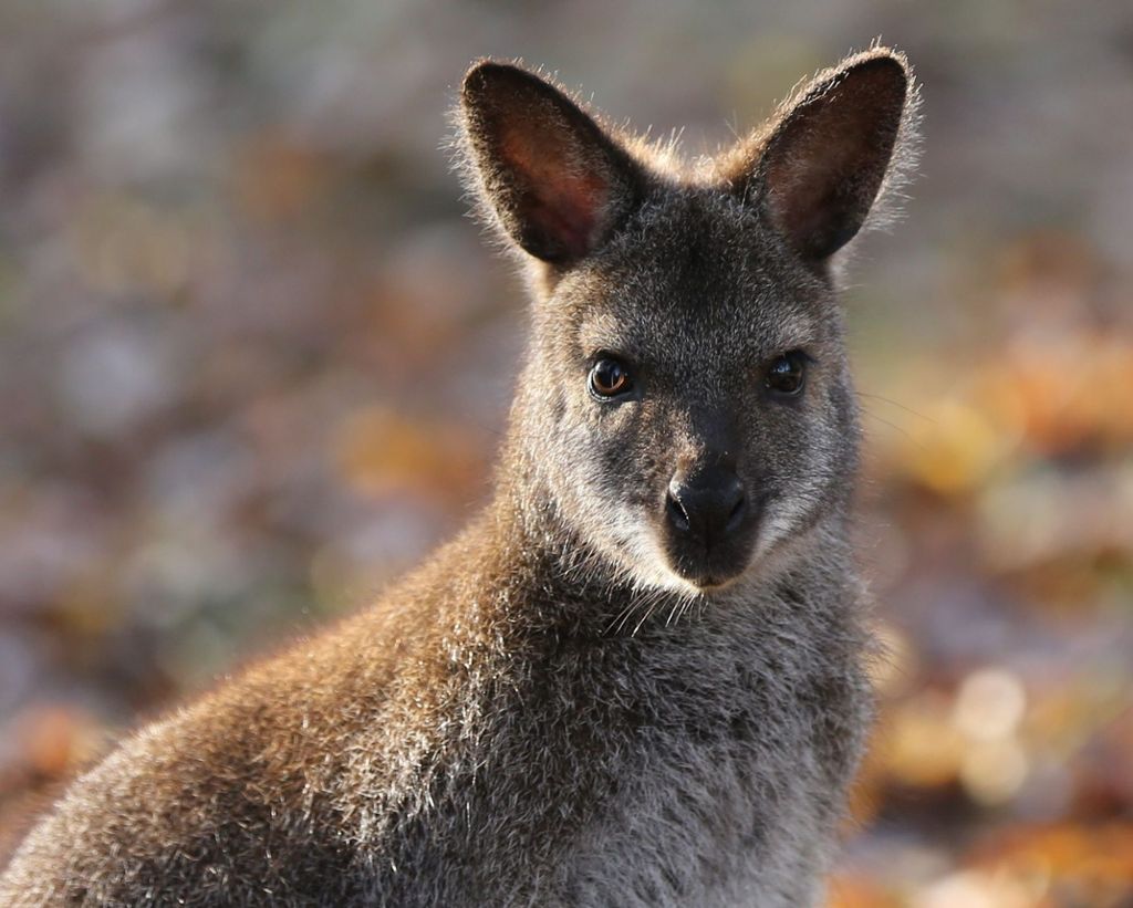 Ein letztes Tier aus dem Tierpark Bretten fehlt noch: Känguru Nummer vier ist wieder da