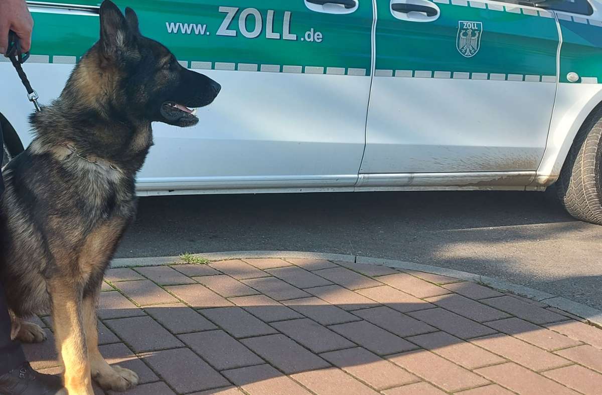 Zollkontrolle am Rasthof Sindelfinger Wald: Drogenspürhund Pius erschnüffelt 150 Gramm Kokain im Gebüsch