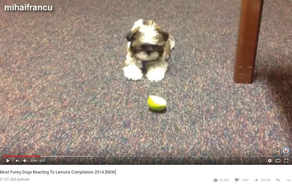 Hund vs. Zitrone - Die besten Reaktionen