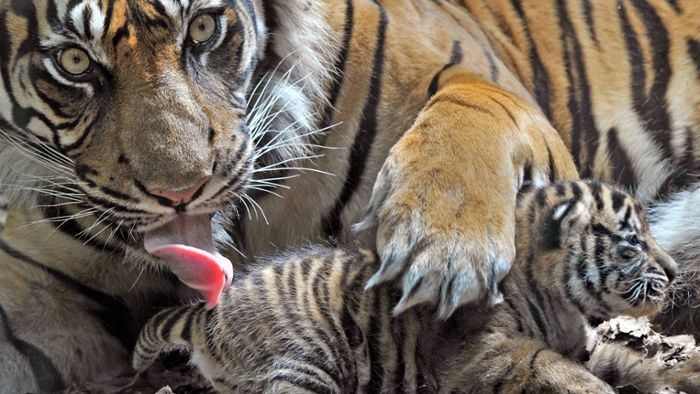 Drei seltene Sumatra-Tiger in Falle verendet