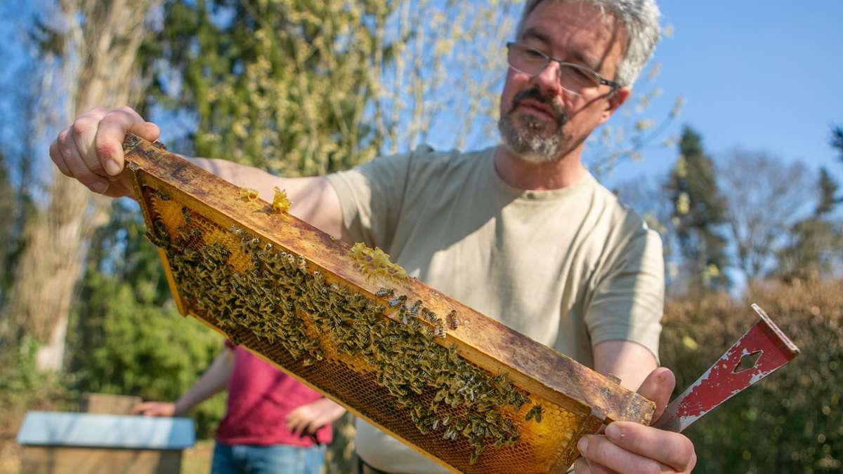 Esslinger Imker: Schlechteste Honigernte seit fünf Jahren
