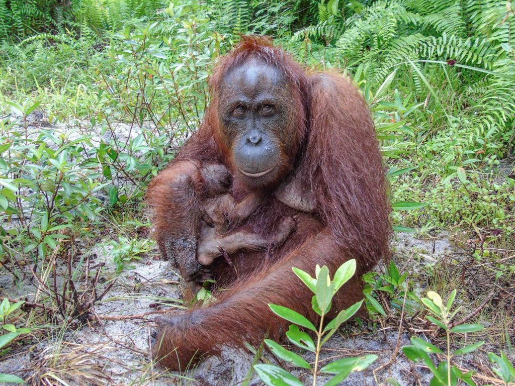 Allein dieses Jahr schickt die Wilhelma 30.000 Euro an das Lamandau Wildlife Reserve: Orang-Utan-Nachwuchs: Wilhelma-Hilfe auf Borneo fruchtet