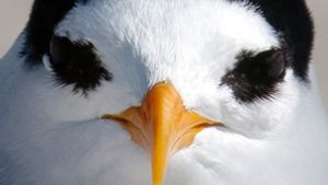 18 Küken: Rekord-Brutsaison für seltensten Vogel Neuseelands