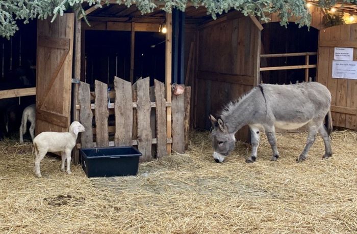 Lebende Krippe in Stuttgart: Ein Esel zwischen Jesus und Pommes – trotz Bedenken von Tierschützern