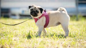 Einnahmen durch Hundesteuer erreichen neue Rekordhöhe