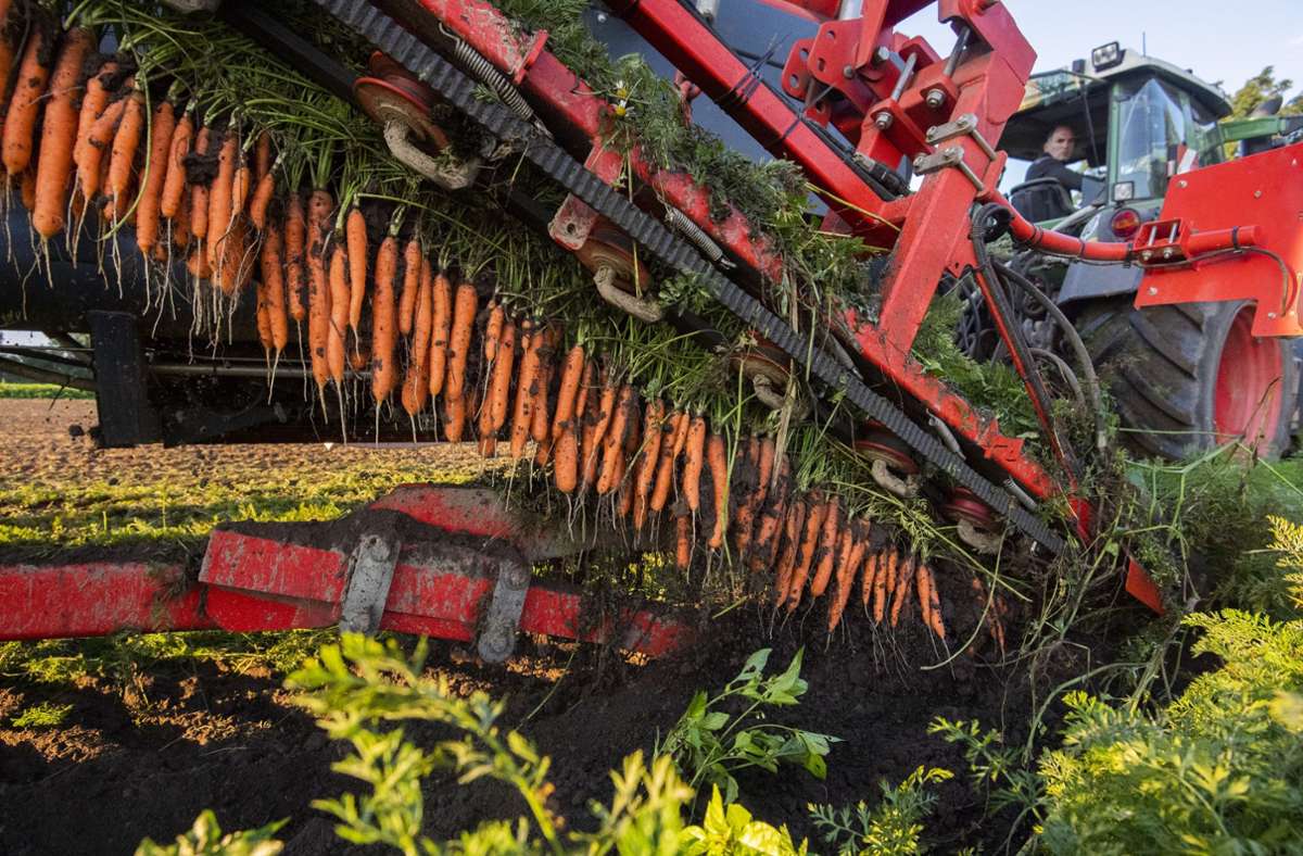 Agrarökonom über Lebensmittelhandel: „Die Bauern haben zu wenig Macht am Markt“